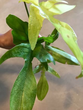 Philodendron " Florida Ghost " Rare Aroid Houseplant 18 "