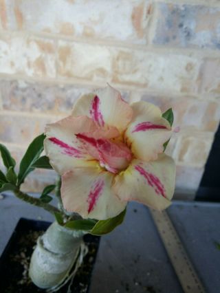 Adenium Desert Rose Grow From Seed Bonsai Very Rare 134