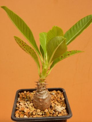 Pachypodium Windsorii - Succulent - Caudex - Rare - Madagascar - Seedling