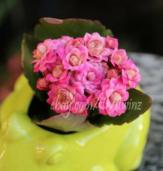 Kalanchoe Pink Easy Succulent Cactus Rare Live Plant Rooted Red Purple Indoor