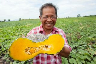 30 Thai Sweet Pumpkin Seeds,  Thai Heirloom Delicious Organic Vegetable Rare Seeds