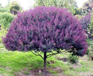 Cootamundra Tree Acacia Baileyana Purpurea Rare Flowering Wattle Purple 50 Seeds