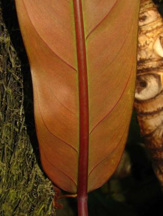 PHILODENDRON BICOLOR,  RARE Aroid Species,  The Real Deal,  Plant 2