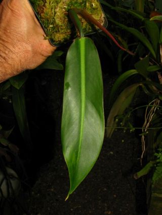 PHILODENDRON BICOLOR,  RARE Aroid Species,  The Real Deal,  Plant 4