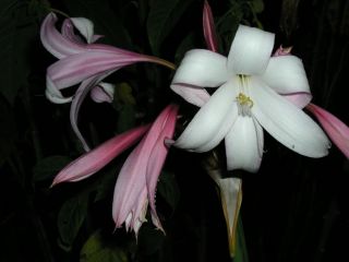 Crinum Lily,  Mexican,  Jumbo,  Blooming - Size Bulb,  Rare