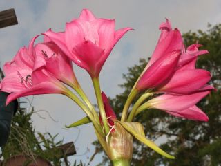 Crinum Lily,  Lolita,  Large,  Blooming - Size Bulb,  Fantastic,  Rare