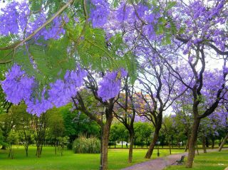 Jacaranda Mimosifolia,  Blue Rare Flowering Tree Flamboyan Delonix Seed 50 Seeds