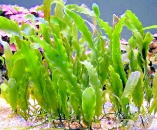 Live Caulerpa Profera Micro Algae (rare Marine Macro Algae)
