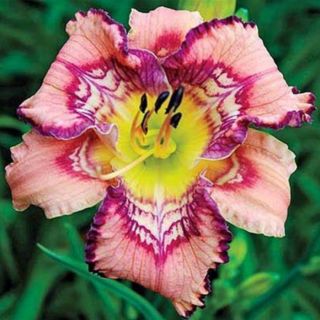 Daylily Roots Perennial Rich Resistance Flower Hardy Bonsai Rare Reblooming Top