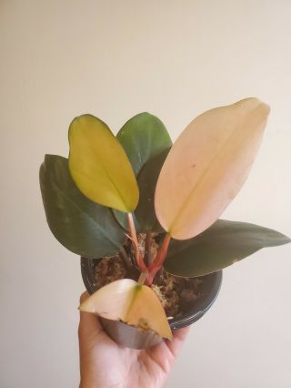 Rare Pink Congo Philodendron Aroid Plant Rooted Houseplant