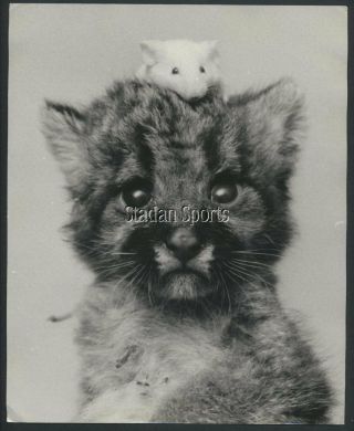 " A Cat And Mouse Game " Vintage Rare Press Photo Keystone Unique Framing