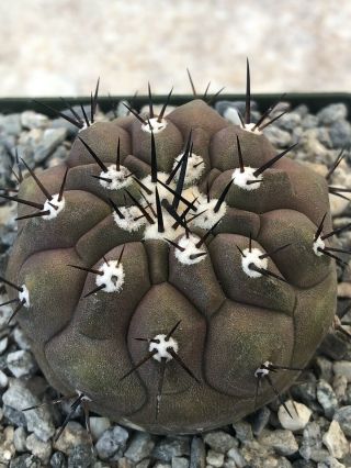 Unique And Rare Cactus Plant Copiapoa Cinerea