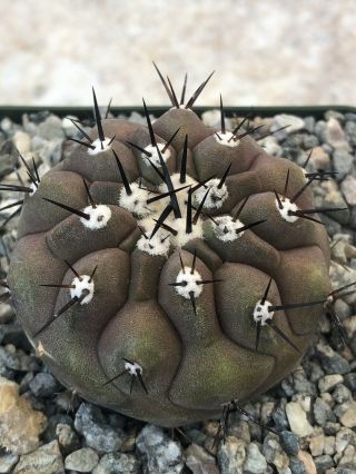 Unique and rare cactus plant Copiapoa cinerea 2