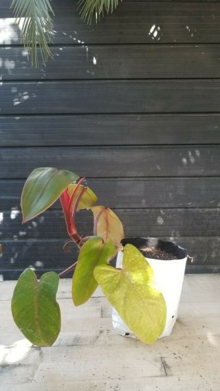 Red Leaf Philodendron - Rare Aroid,  Fully Rooted,  Great Indoor Plant