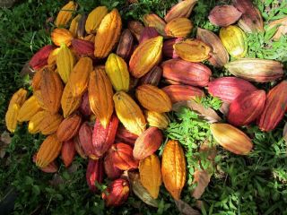 50,  Cocoa Seeds 100 Fresh,  Germinated 50 Seeds " Home Yard Organic Rare Small
