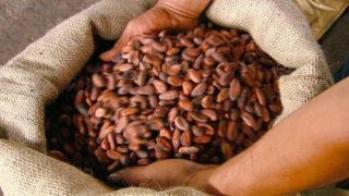 50,  Cocoa seeds 100 fresh,  germinated 50 SEEDS 