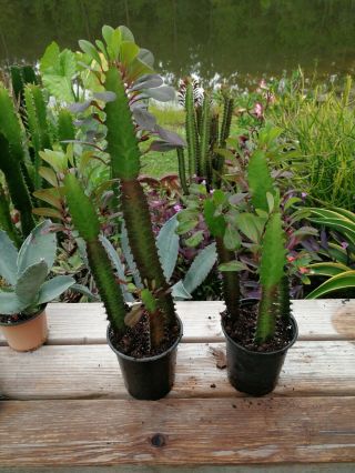Euphorbia Trigona Rubra African Milk Tree Cactus 3 Succulent Plant Rooted Rare