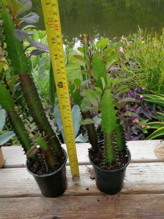 Euphorbia trigona rubra African milk tree cactus 3 succulent plant Rooted Rare 3