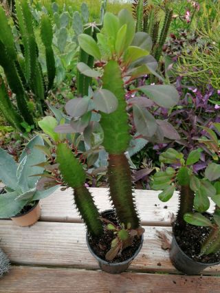 Euphorbia trigona rubra African milk tree cactus 3 succulent plant Rooted Rare 4
