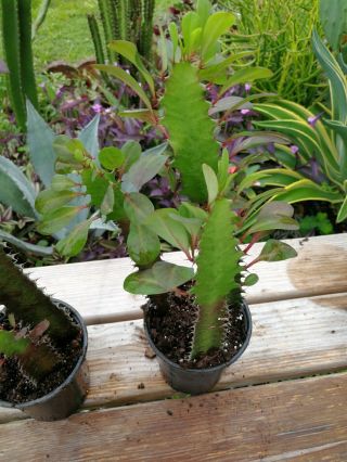 Euphorbia trigona rubra African milk tree cactus 3 succulent plant Rooted Rare 5