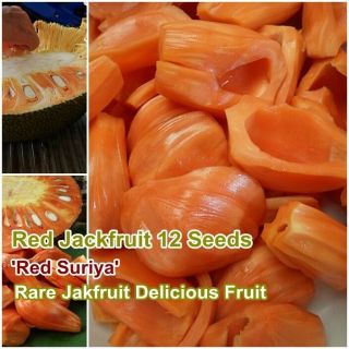 Red Jackfruit 12 Seeds Rare Jack Tree Fenne Jakfruit Delicious Fruit From Thai