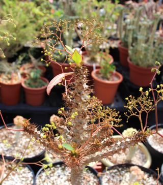 Euphorbia Sp Nova Aff Perrieri Exotic Madagascar Rare Bonsai Cacti Seed 10 Seeds