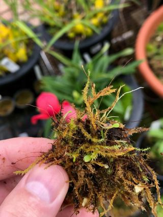 Utricularia Campbelliana Rare Species And Red Flowers
