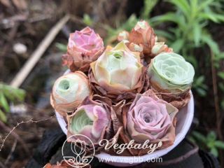 7 Greenovia Mountain Rose Combo Korean Rare Succulent Plant In 3 " Cup