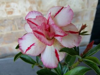 Adenium Desert Rose Grow From Seed Bonsai Very Rare 019