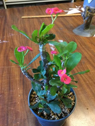 Euphorbia Milii,  Rare,  Small Flower Crown Of Thorn Multiple Bracts.
