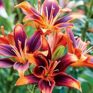 Lilium Asiatic Forever Lily Perennial Resistance Bonsai Bouquets Rare Gift Plant