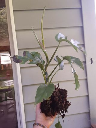 Rhaphidophora Tetrasperma - Rare Mini Monstera Aeroid - Rooted Plant