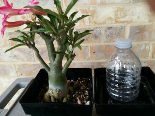 4 years old Adenium Desert Rose grow from seed bonsai VERY RARE 07 2