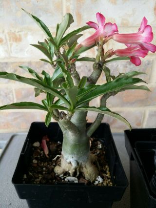 4 years old Adenium Desert Rose grow from seed bonsai VERY RARE 07 5