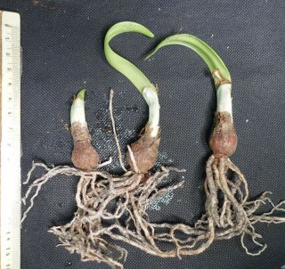 Hippeastrum reginae - EXTREMELY RARE bulbous ornamental plant,  geophyte 2