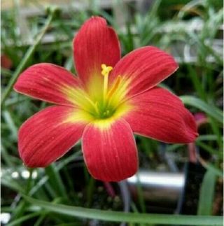 Rare Rain Lily Bulbs Home Garden Glamorous Impressive Red Bloom Flowers Bonsai