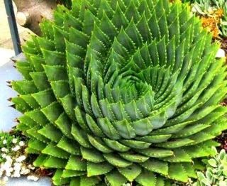Aloe Polyphylla Succulent Cactus Plant Seeds Spiral Aloe Rare South Africa Plant