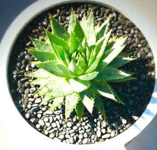 ALOE Polyphylla succulent cactus plant SEEDS Spiral aloe Rare south africa plant 2