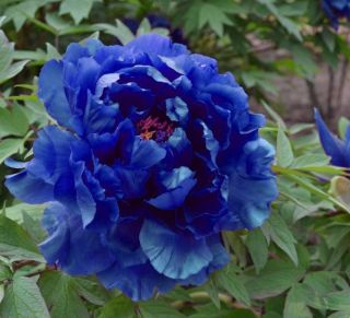 Chinese Peony Roots Easy Grow Flowers Perennial Fragrant Rare Blue Bonsai Plants