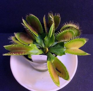Carnivorous Plants Venus Flytrap Plenty Traps (Extremely Rare) 3