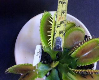 Carnivorous Plants Venus Flytrap Plenty Traps (Extremely Rare) 5