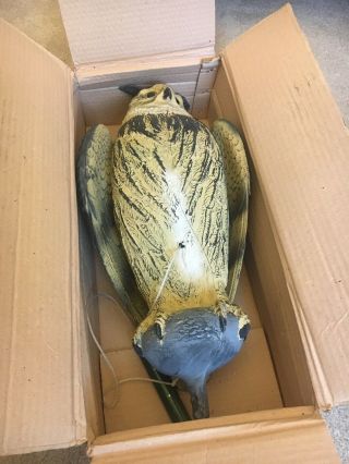 Rare Vintage Great Horned Owl With Beating Wings Decoy 1960 