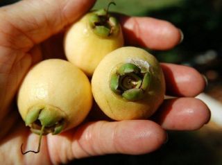 5 Seeds Syzygium Jambos Ancient Rare Herb
