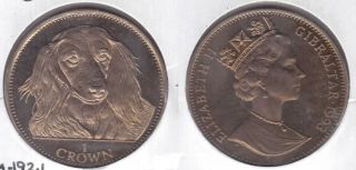 Gibraltar Rare 1 Crown Unc Coin 1993 Year Dog Long Hair Dachshund Km 192.  1