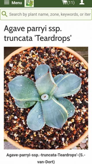 Exclusive Plant Very Rarely Offered Agave Parryi Ssp.  Truncata " Teardrops "