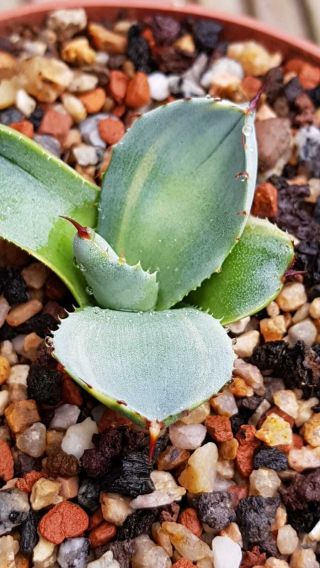 Exclusive plant Very rarely offered Agave Parryi ssp.  Truncata 