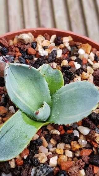 Exclusive plant Very rarely offered Agave Parryi ssp.  Truncata 