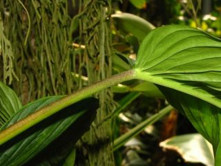 PHILODENDRON RUGAPETIOLATUM,  Species,  Very RARE,  Aroid Plant 2