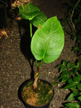 PHILODENDRON RUGAPETIOLATUM,  Species,  Very RARE,  Aroid Plant 4