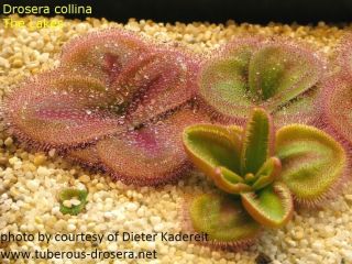 Drosera Collina (adult Tuber) - Very Rare Carnivorous Plant,  Tuberous Sundew